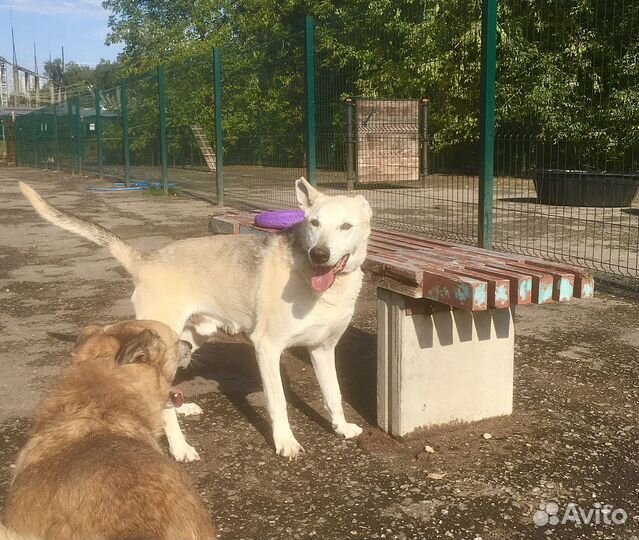 Антоша с изувеченной лапкой мыкается в приюте