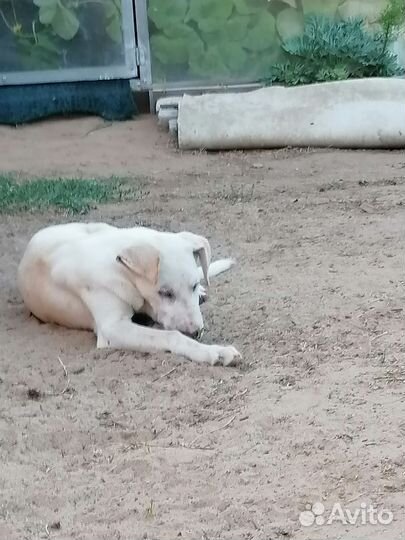 Собака в добрые руки щенок