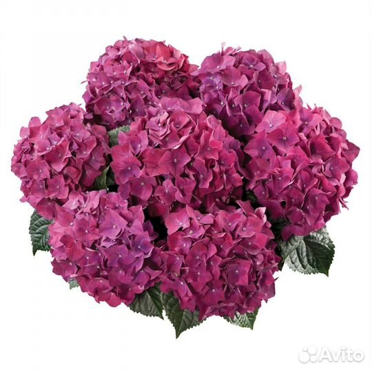 Гортензия крупнолистная саженцы