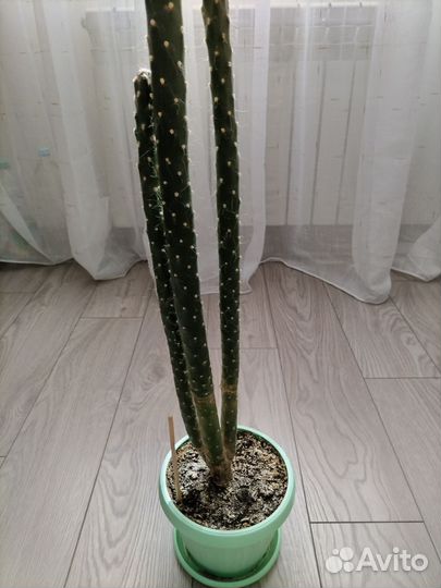 Кактус. Аустроцилиндропунция Шиловидная
