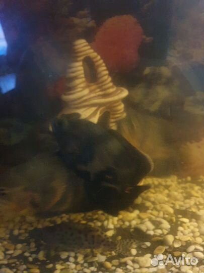 Аквариумные рыбки, сомы, попугаи, астрнотусы