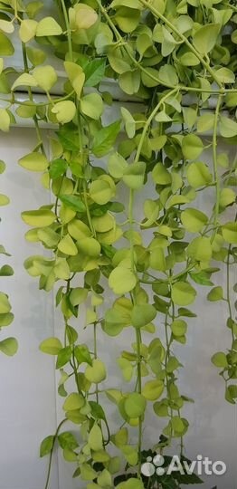 Муррайя, дисхидия