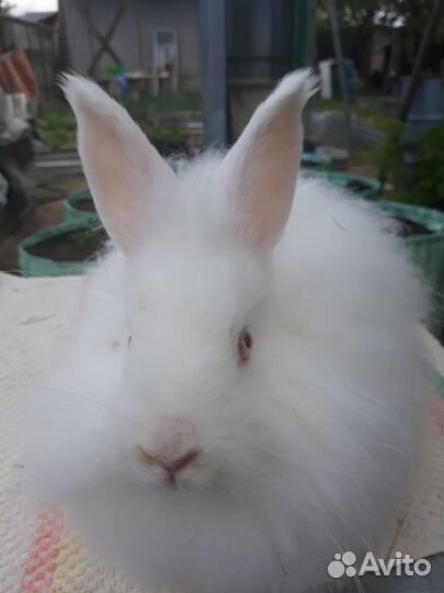 Немецкая ангора