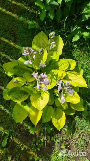 Хоста желтая, патриот, хенки пенки