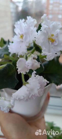 Фиалка белая