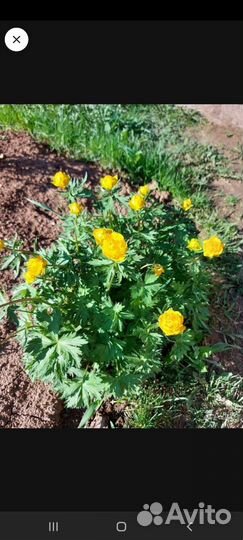 Растения для сада многолетники