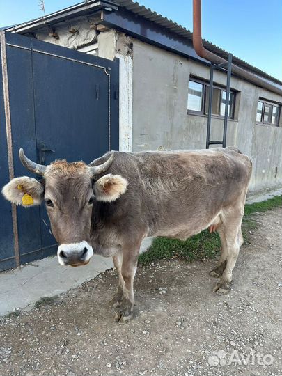 Коровы быки