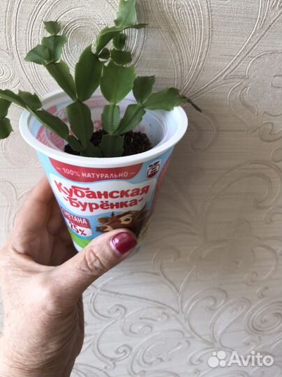 Финиковая пальма