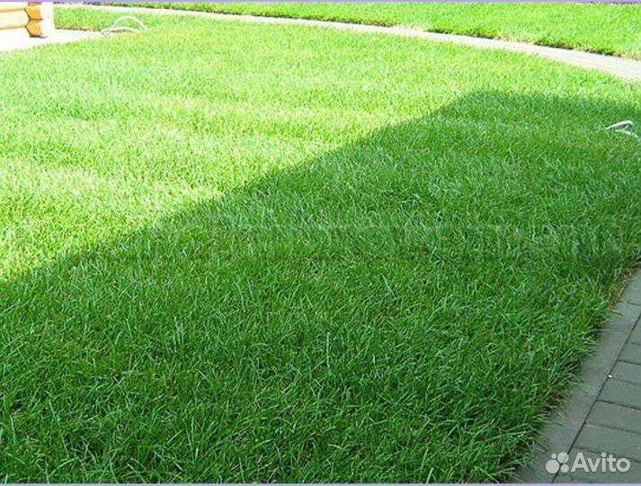 Рулонный газон Элитный от производителя