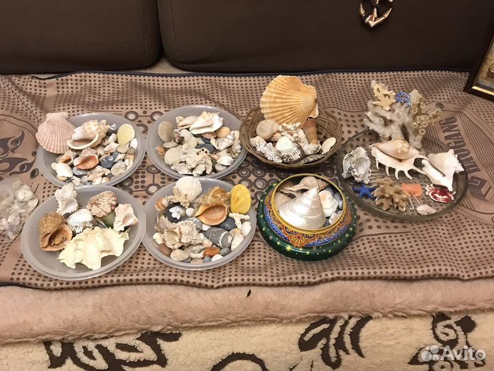 Набор морских ракушек