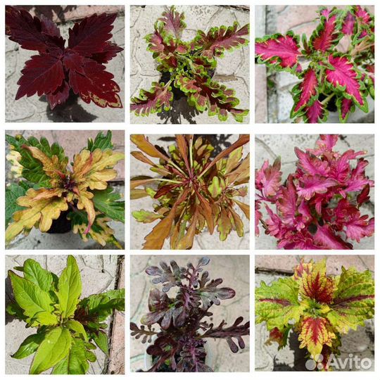 Вегетативные колеусы