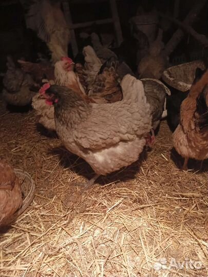 Яйцо инкубационное