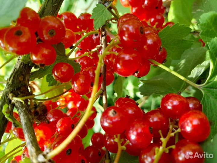 Красная смородина цена за 1 килограмм