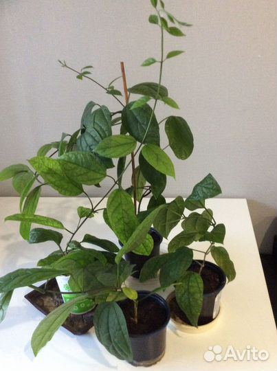 Клеродендрум Томпсона, черенки