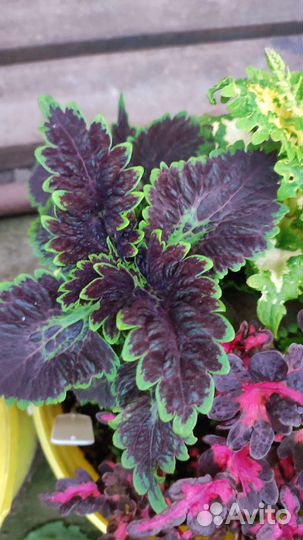 Колеусы вегетативные