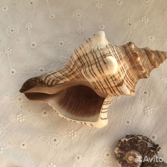 Морские ракушки раковины