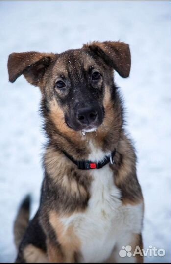 Паоло-Руди ищет хозяина