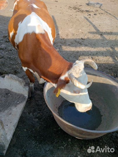 Овцы бараны ягнята