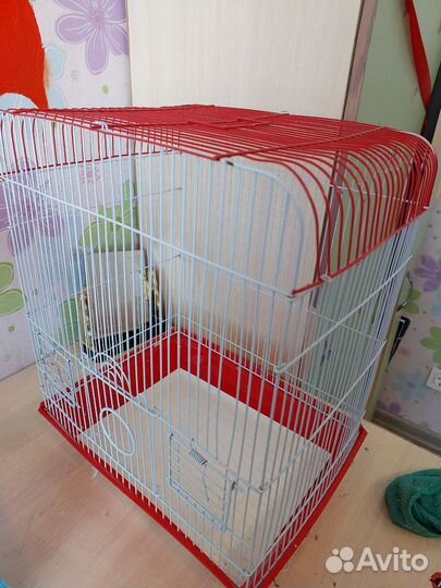 Волнистый попугай