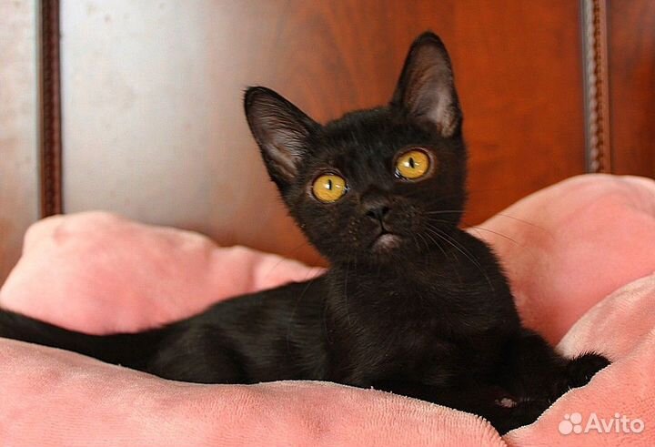 Котята Бомбей (девочка и мальчик)