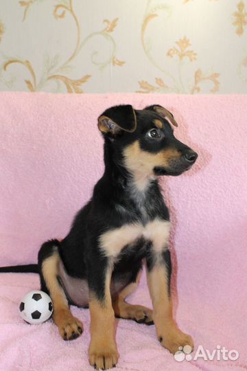 Щенок девочка в добрые руки