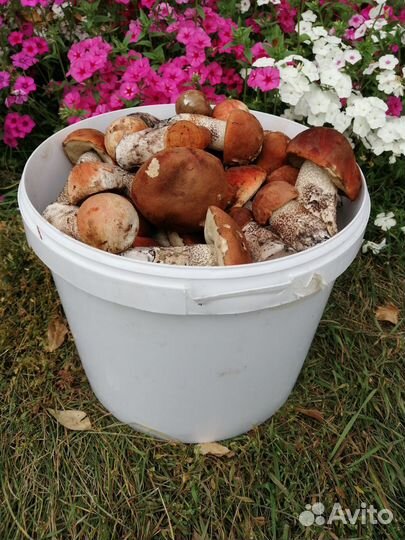 Опята мелкие