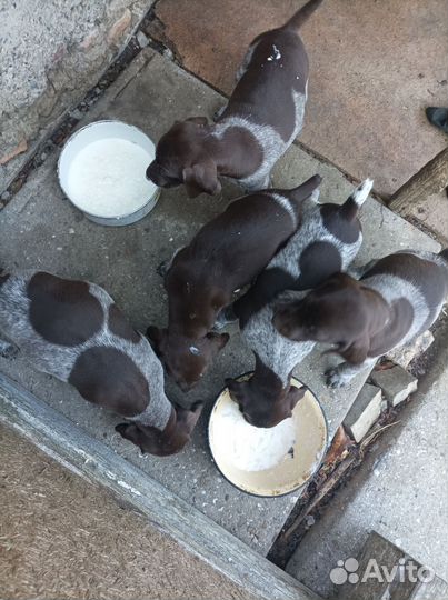 Продам щенков курцхаара