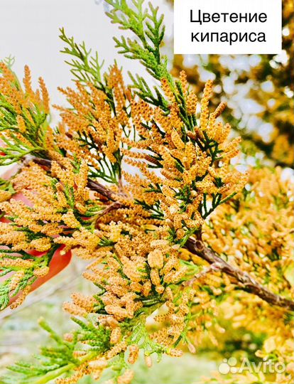 Кипарис крымский