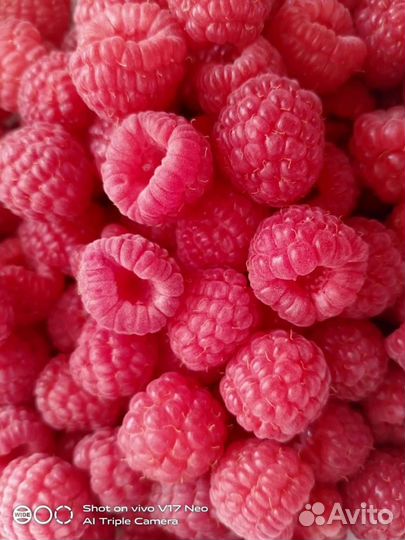 Малина красная и желтая