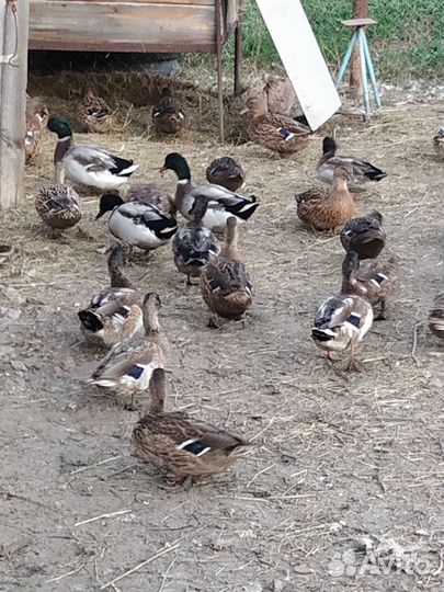 Подсадные утки