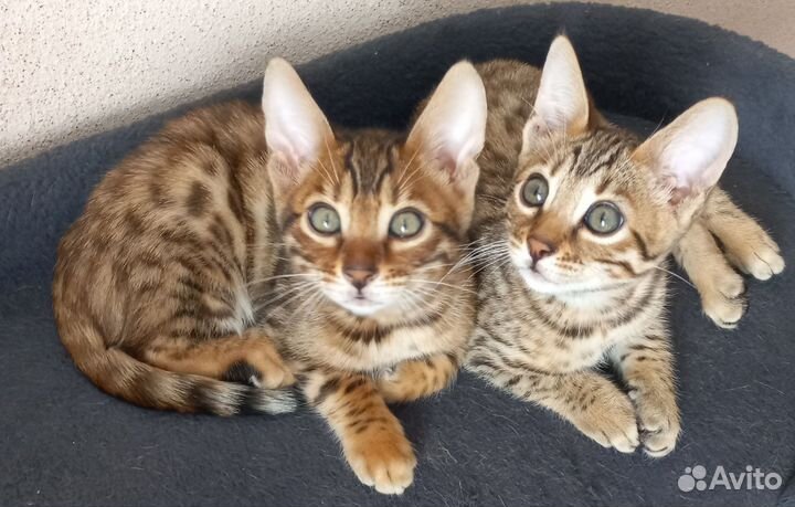 Бенгальские котята
