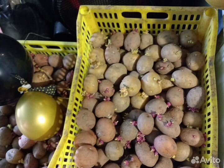 Продам картофель на посадку