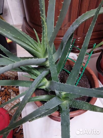 Алоэ вера лечебный