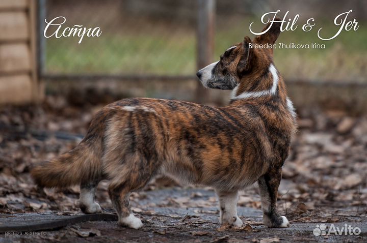 Астра Вельш-Корги Кардиган