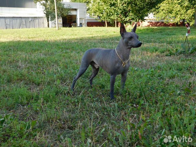 Ксолоитцкуинтли мини вязка