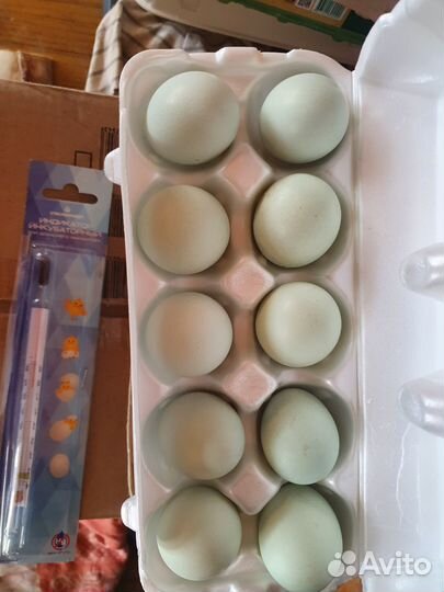 Инкубационное яйцо