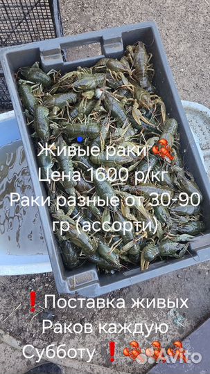Продам живые раки