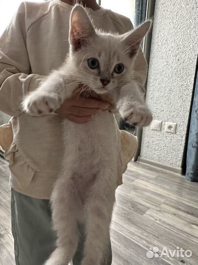 Котенок