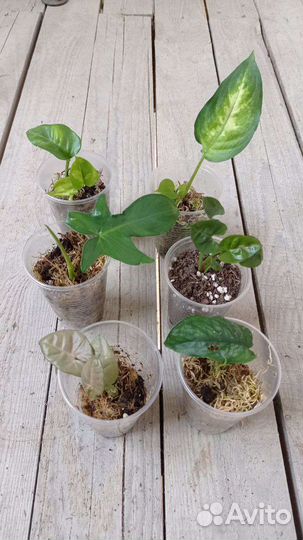 Наборы по одной цене