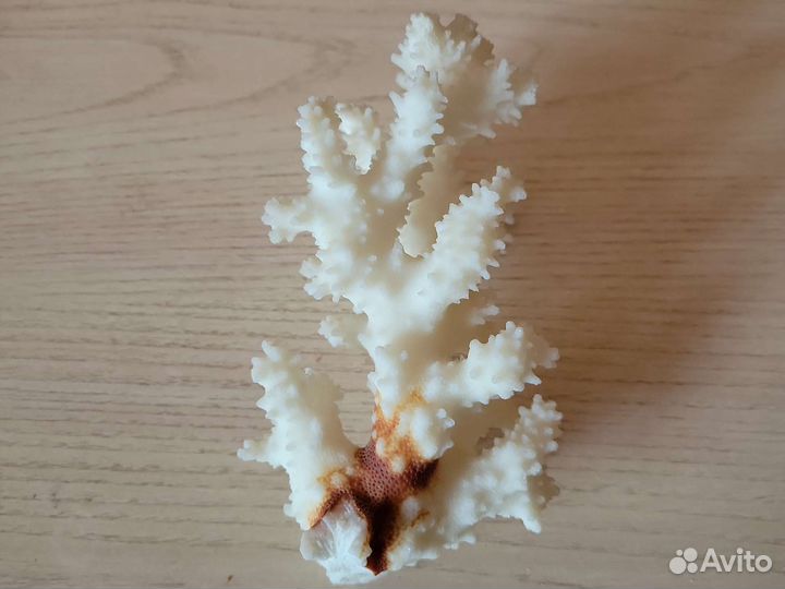 Коралл морской