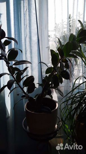 Цветы комнатные