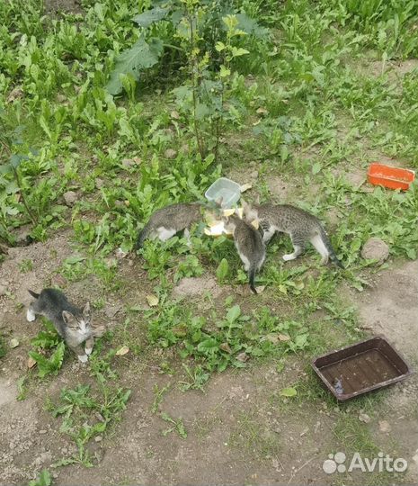 Шагя для них котята с улицы