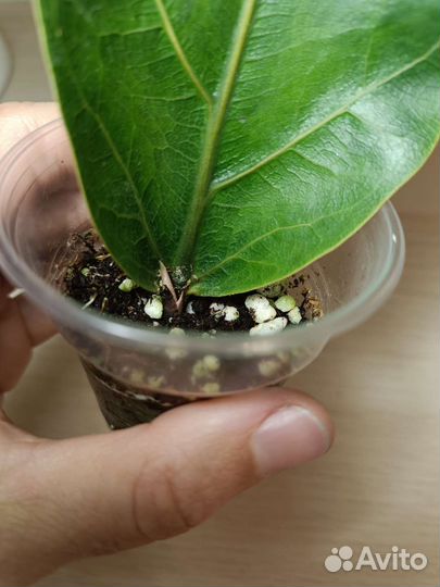 Фикус лирата бамбино