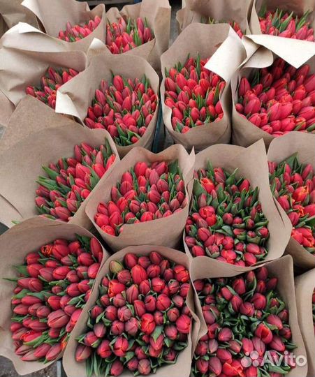 Тюльпаны к 8 марта