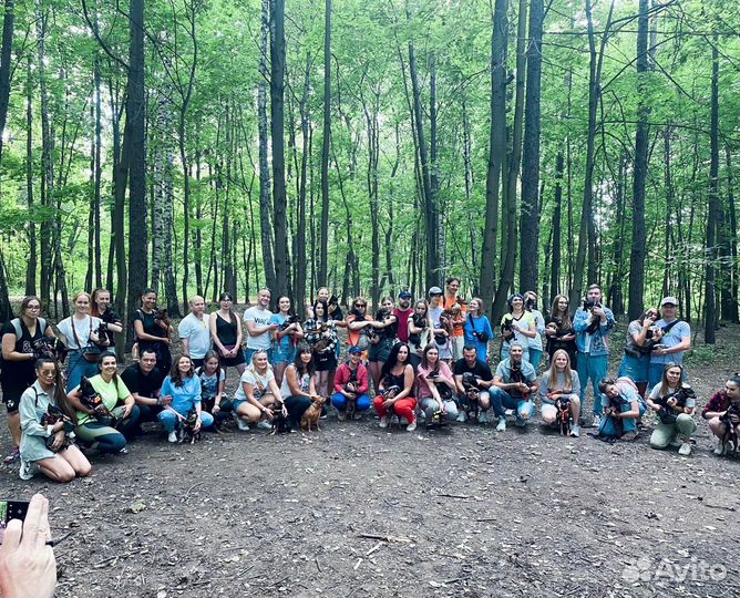 Цвергпинчер