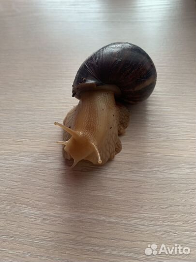 Улитки ахатины