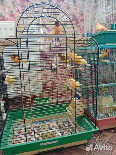 Птицы,канарейки,певчие