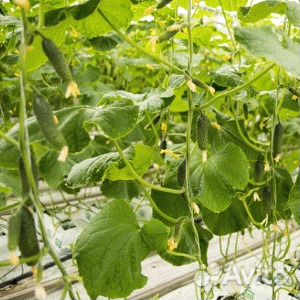 Семена огурцов св 4097