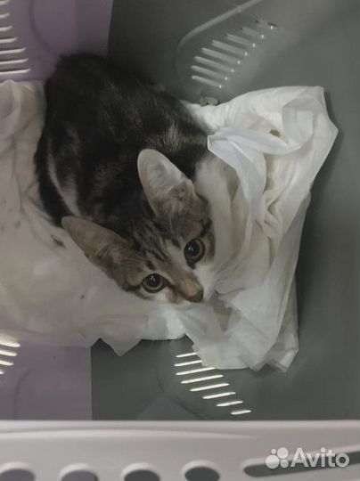 Самые-самые котики и кошечки