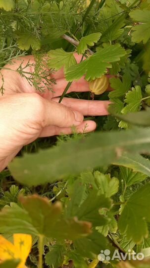 Крыжовник 2 сорта